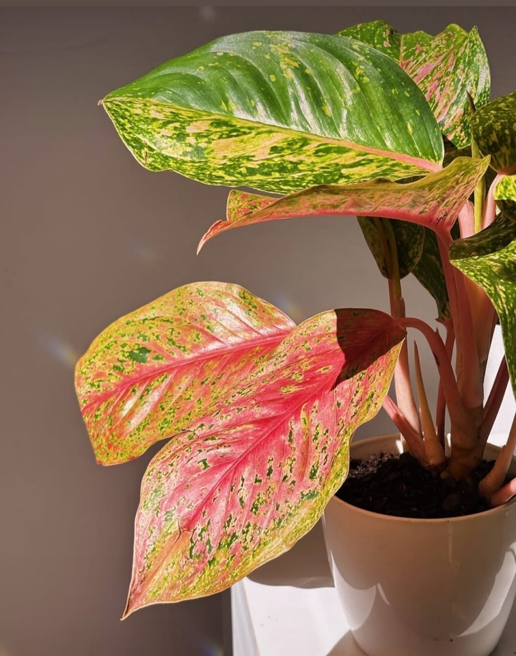 Aglaonema