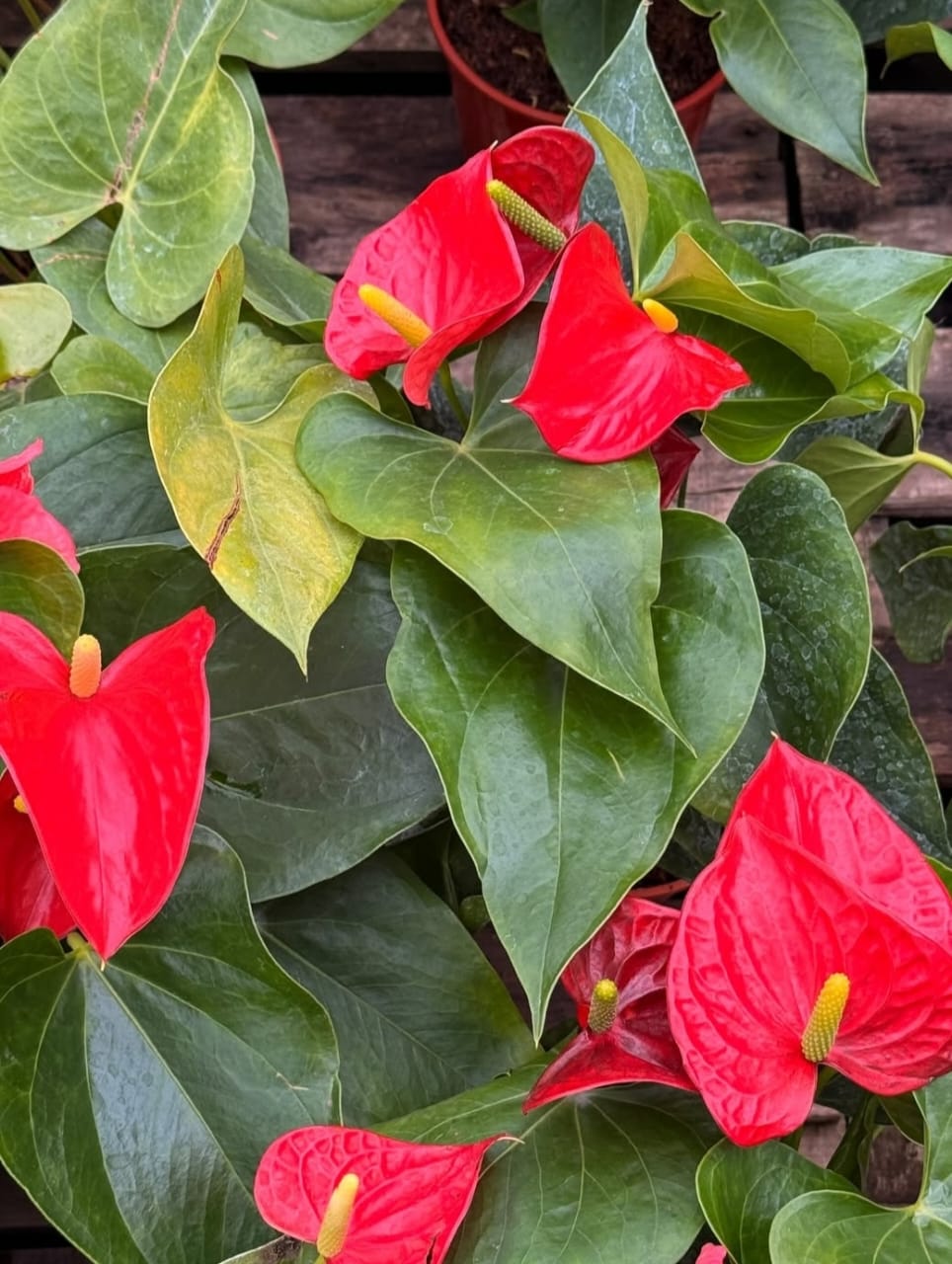 Anthurium