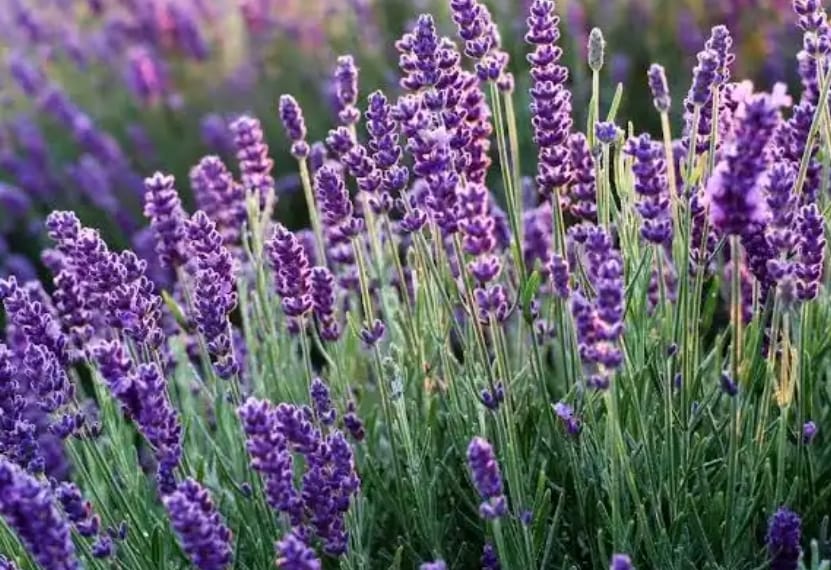 Lavanda