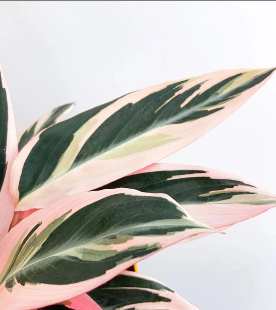 Maranta