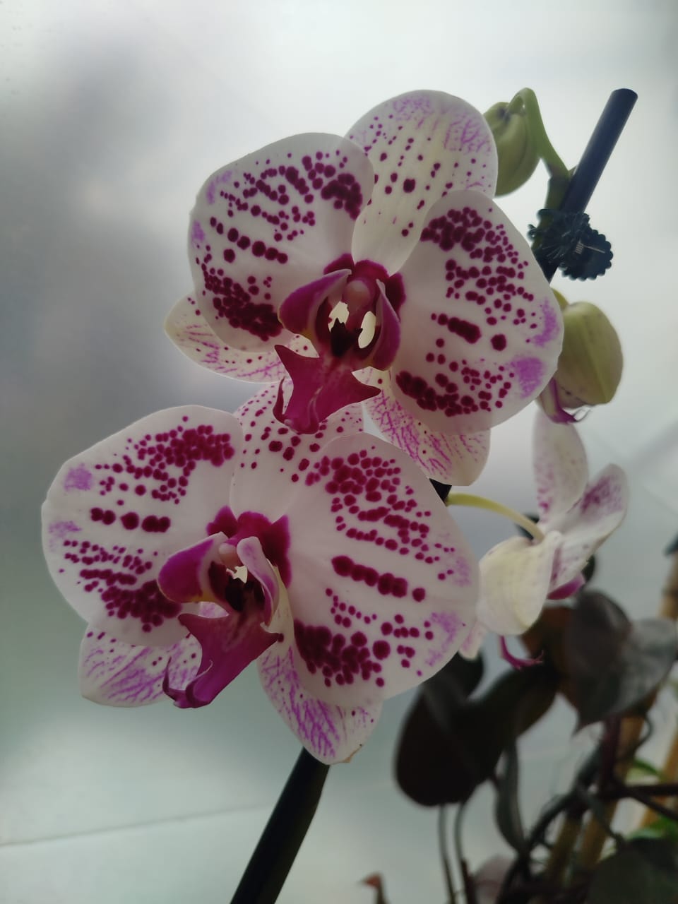 Orquídea