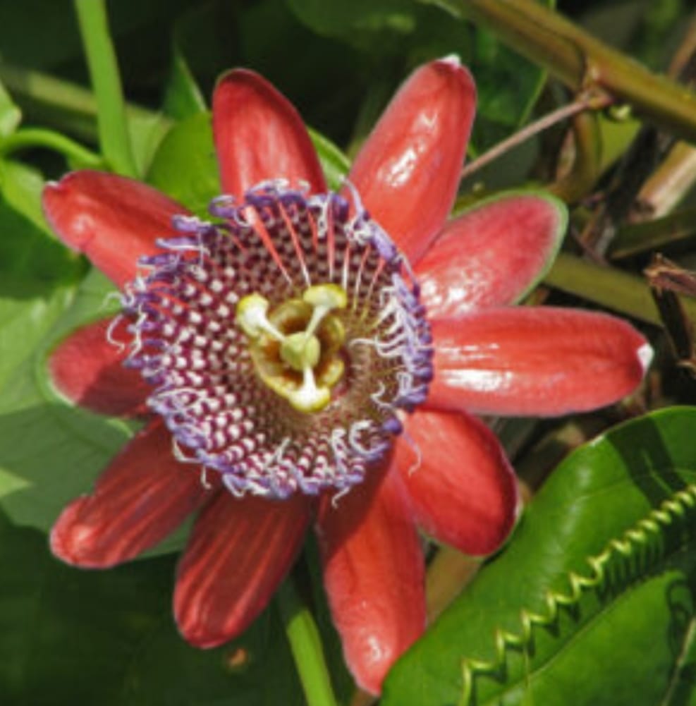 Passiflora