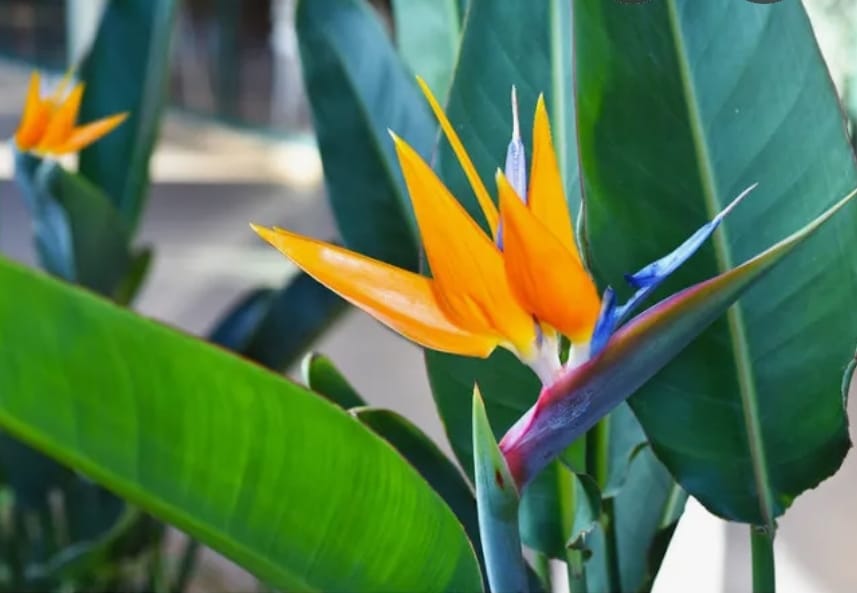 Strelitzia