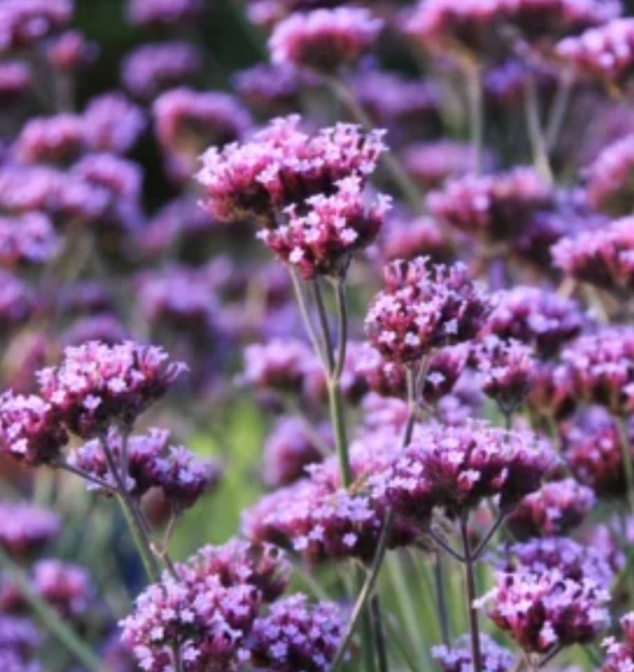 Verbena